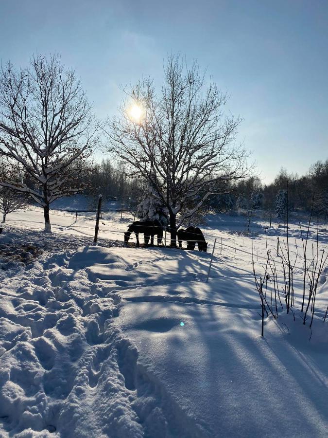 Koziula - Domki I Lesne Spa Na Kaszubach Przywidz  Eksteriør bilde