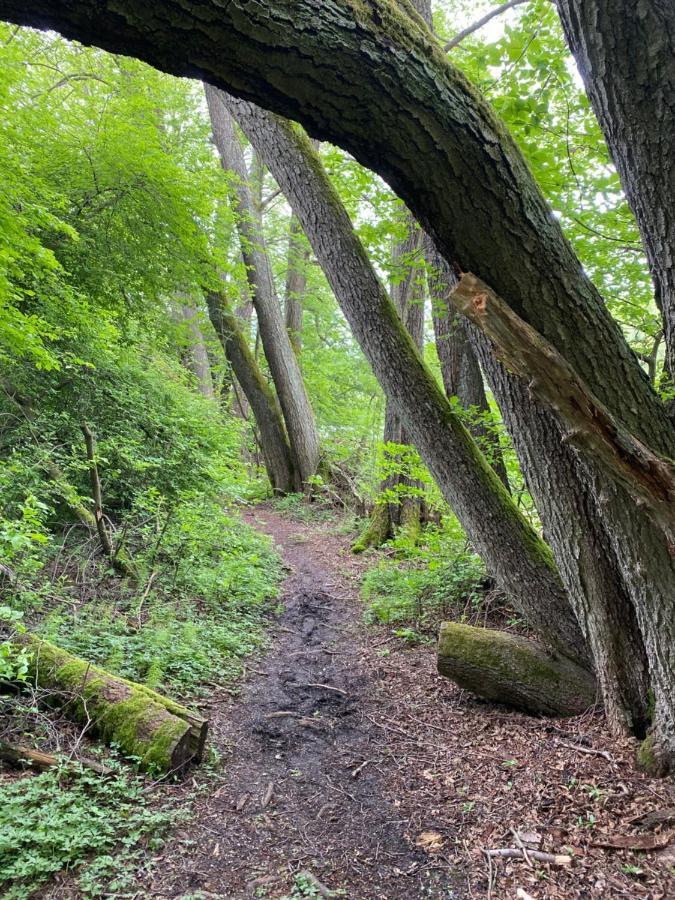 Koziula - Domki I Lesne Spa Na Kaszubach Przywidz  Eksteriør bilde